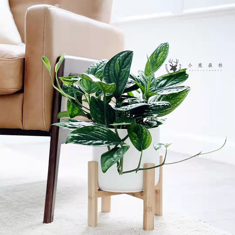 泰国绿萝墨西哥龟背竹盆栽好养办公室内桌面吸甲醛水培绿萝植物