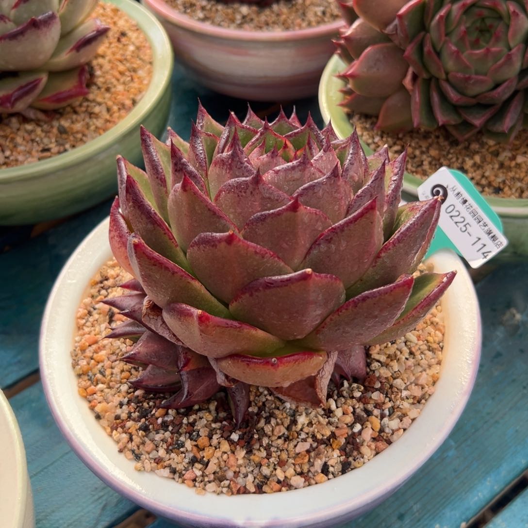 多肉一物一拍0225-114