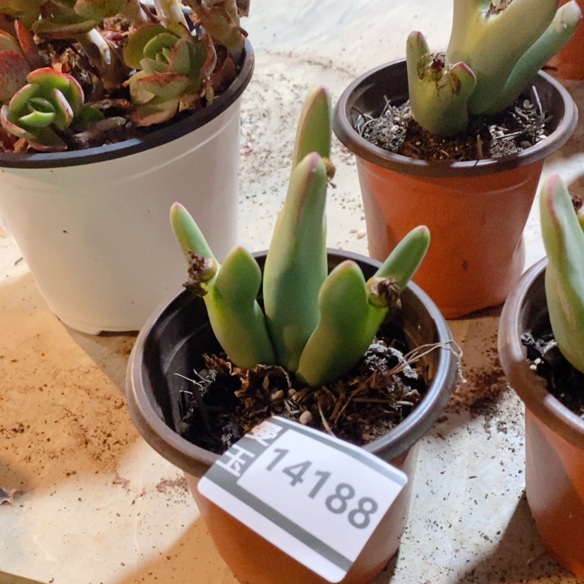 【闪购商品】少将14188