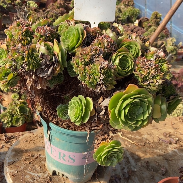 赵***赵A837万圣节万圣节