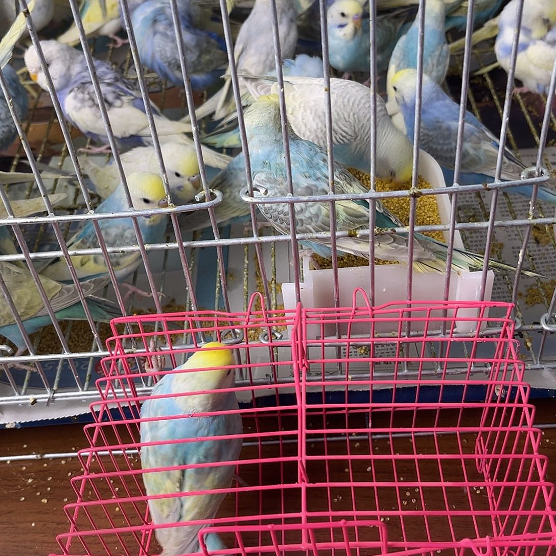 虎皮鹦鹉金彩鹦鹉