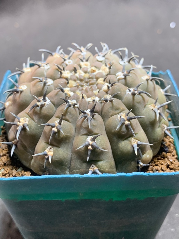 短豪刺黑刺凤头 一物一拍包邮非偏远