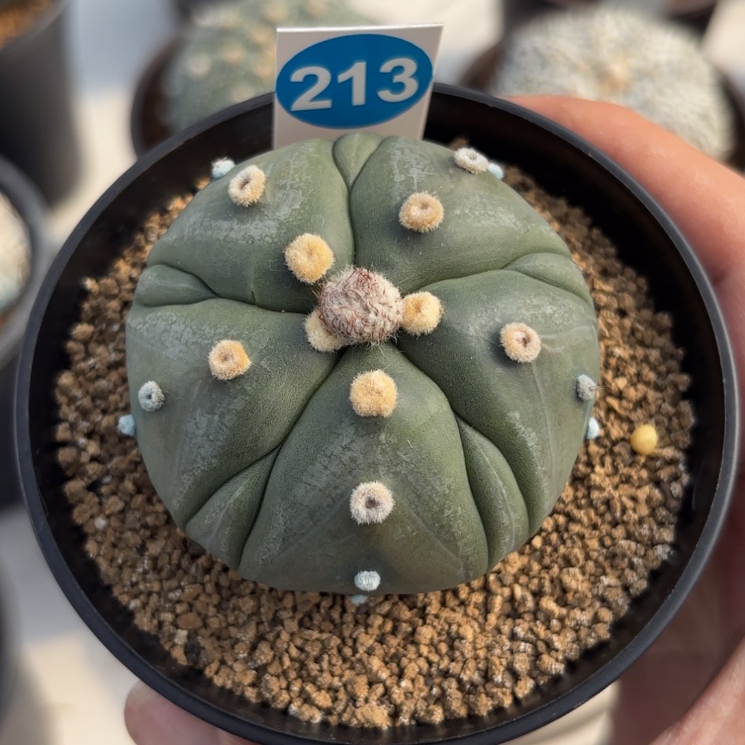 213实生五棱复棱兜带盆