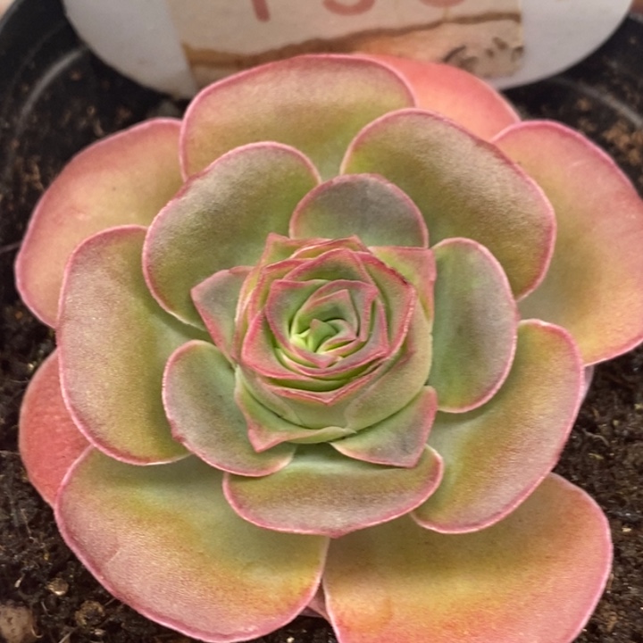 楹楹-133-冠幅 4Cm