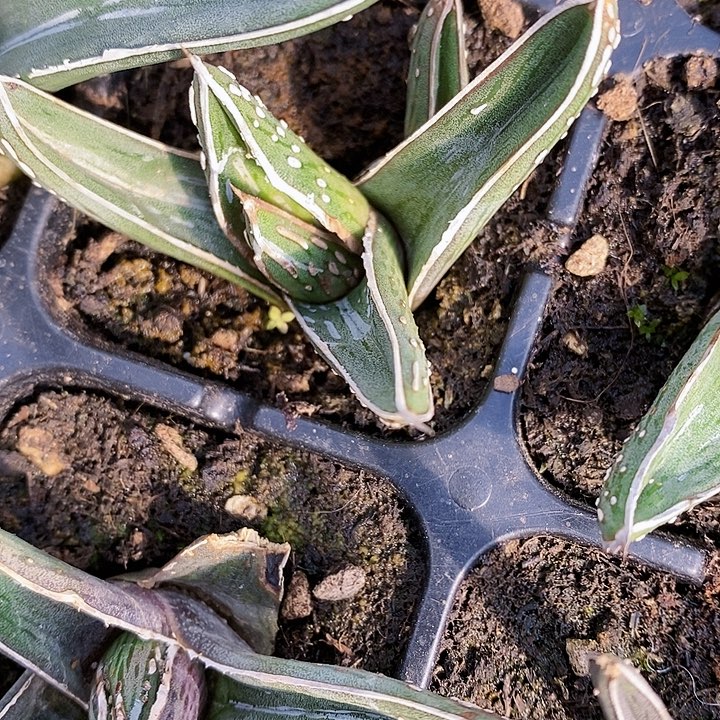 多肉植物龙蛇兰植物