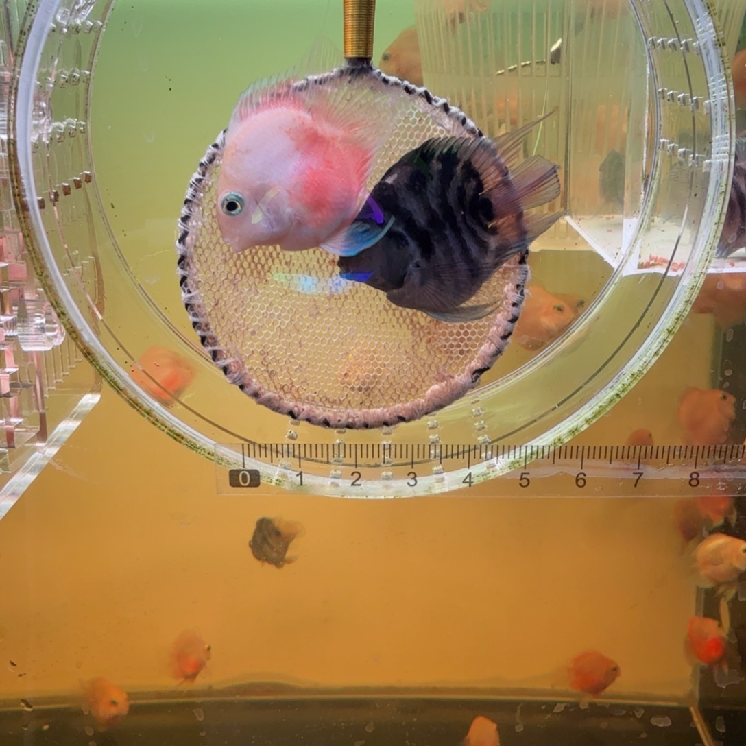 鹦鹉鱼胭脂粉一对