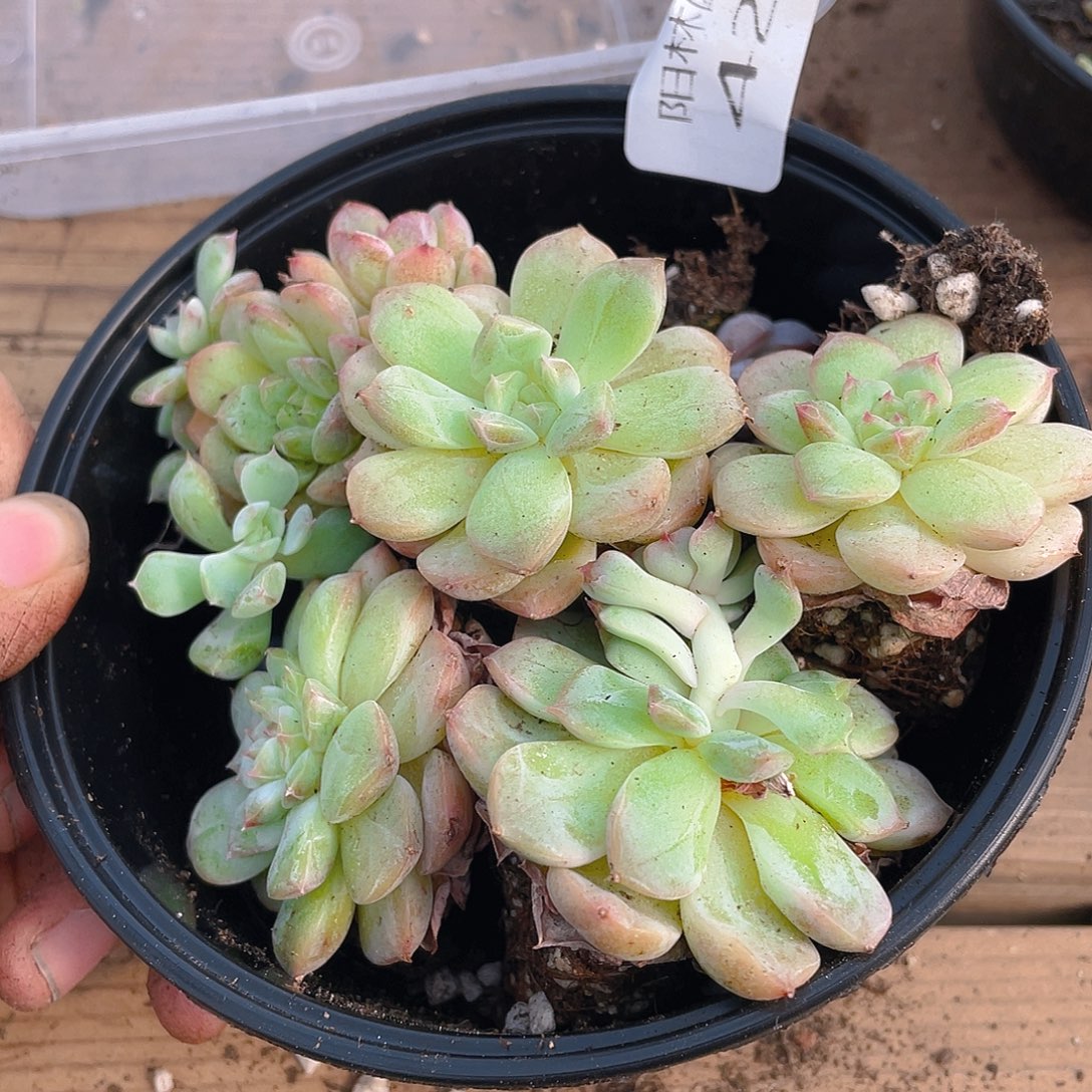 多肉植物多肉植物425