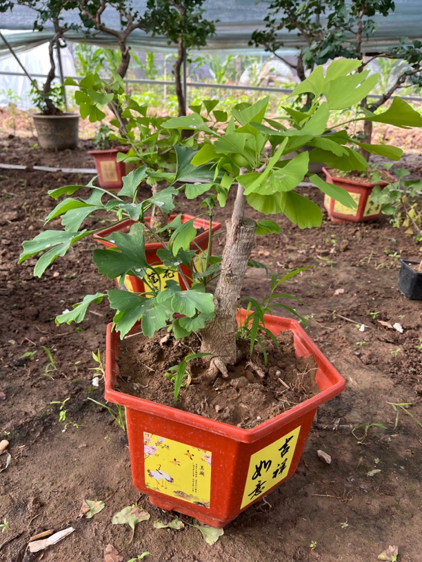 精品盆栽一物一拍联系主播改价