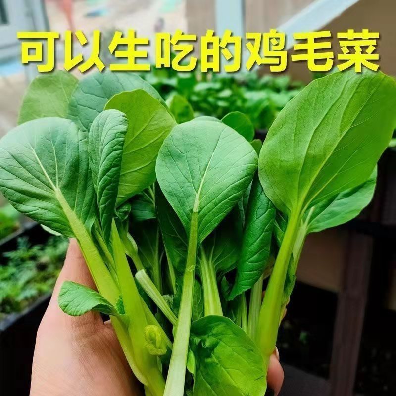 【全店满五包包邮】四季上海青种子春秋冬季蔬菜   