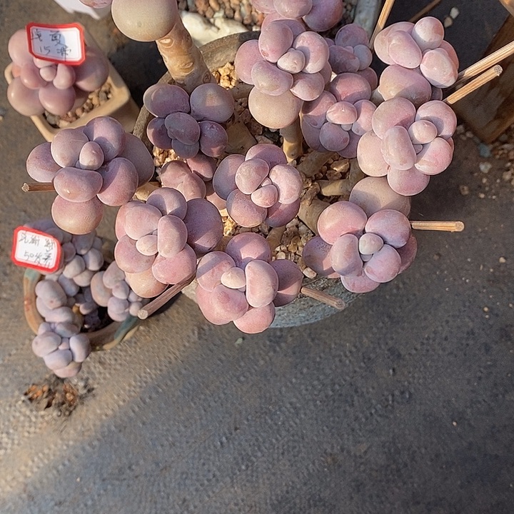 胭脂精品多肉挑蛋88888