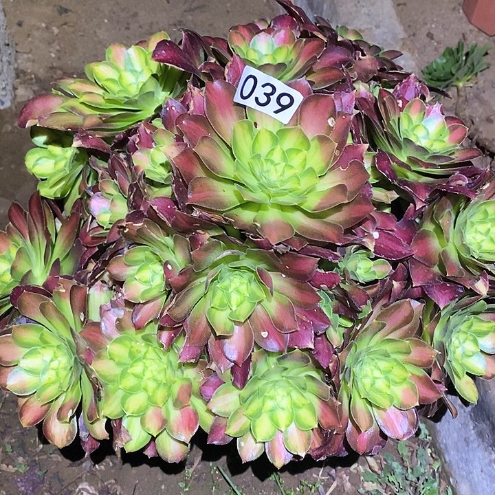 多肉植物法师39韶华