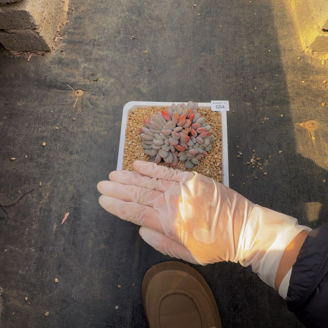 g g g g g g g g 54