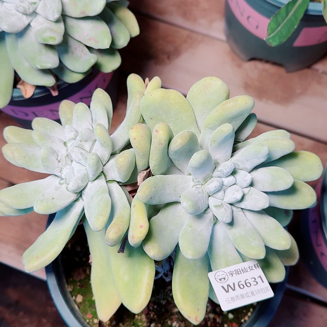 6631拇指仙女杯多肉