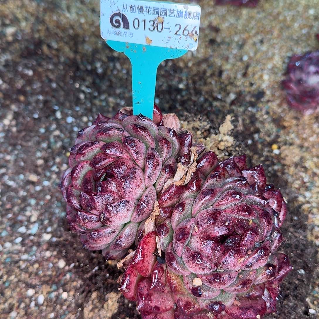 从前慢花园多肉0130-264