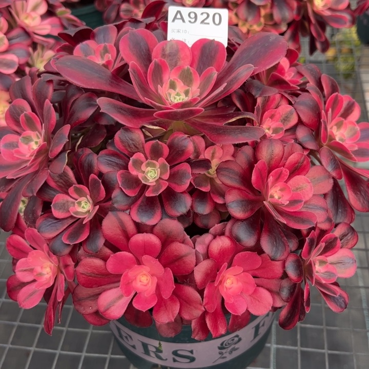 920美杜莎25厘米左右