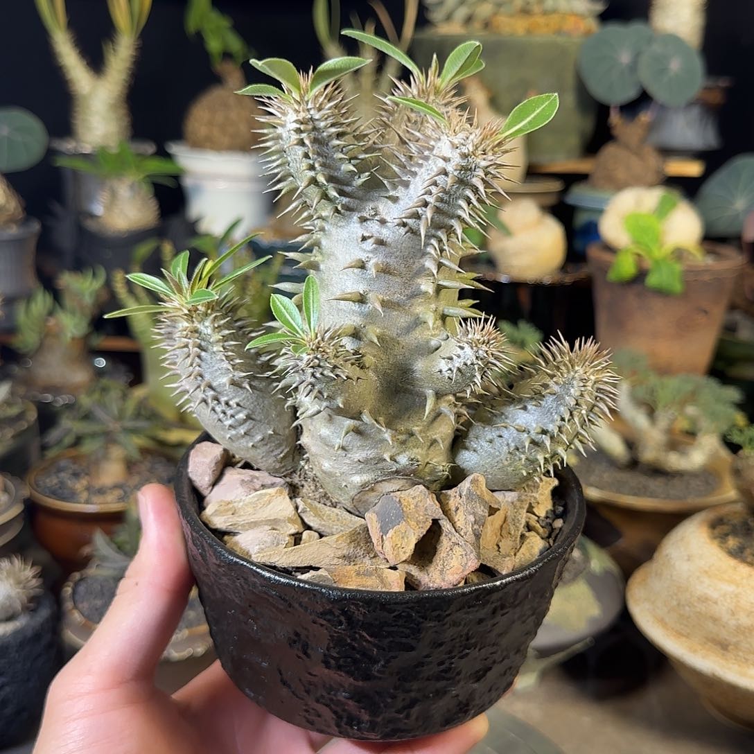 一物一拍惠比大黑20