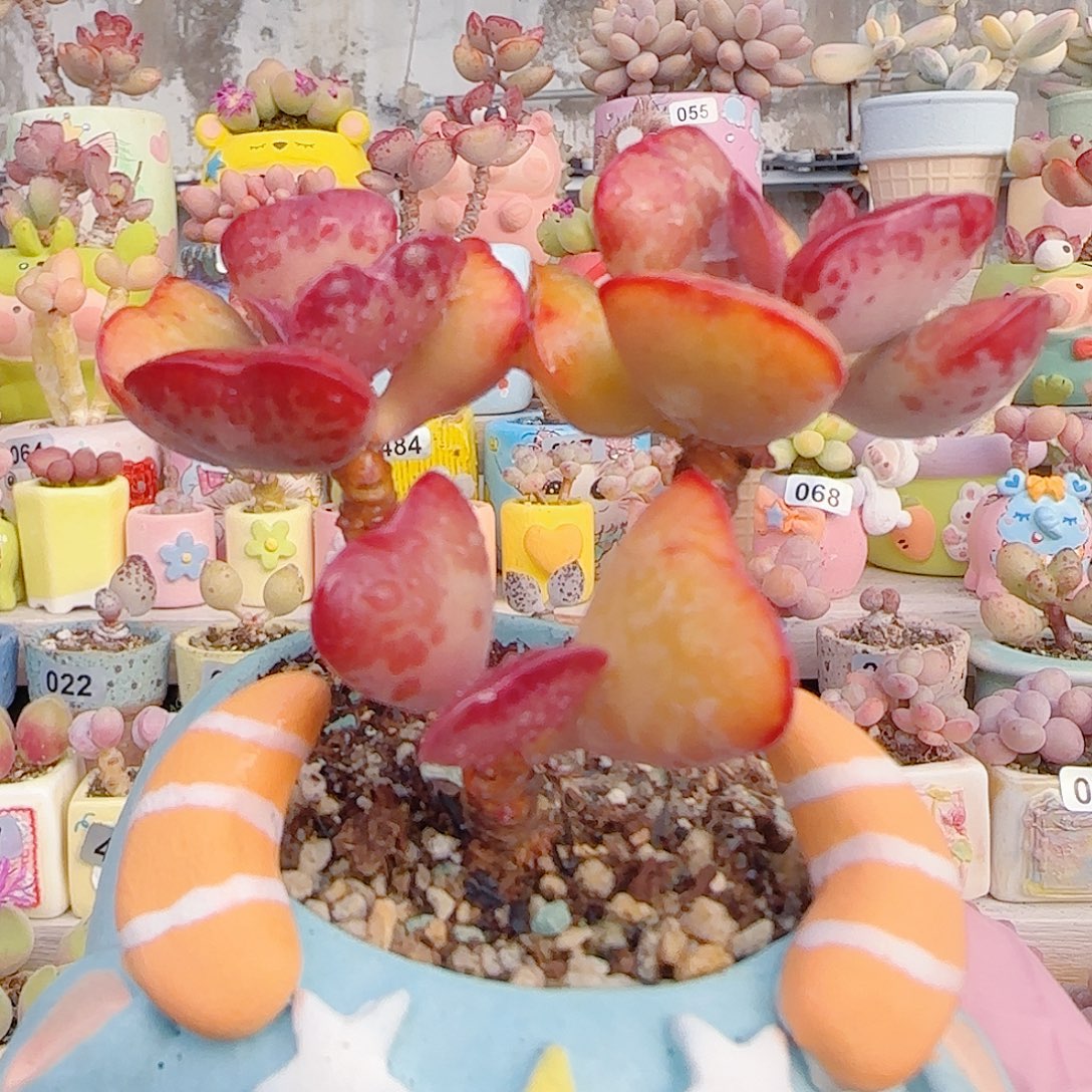 L 爱心水泡 盆口6cm