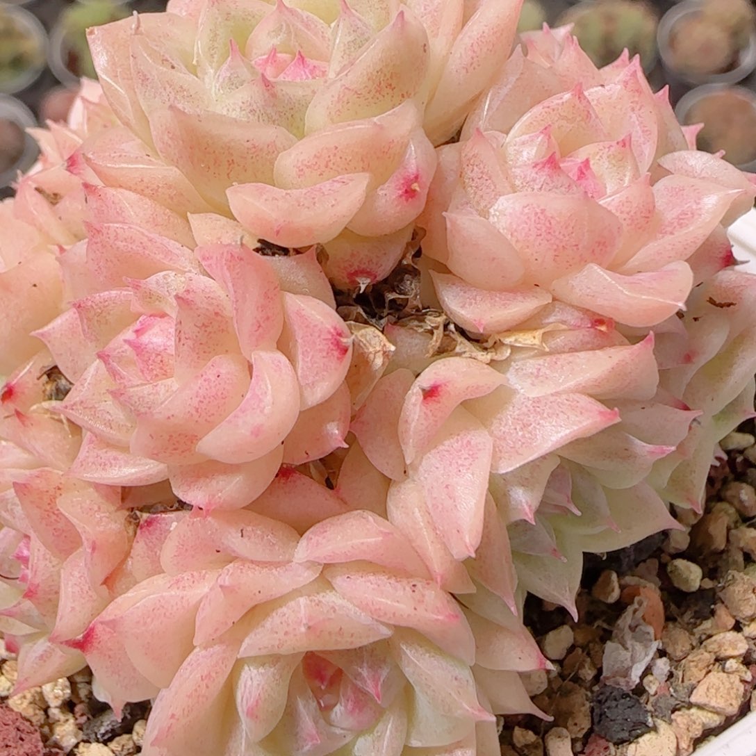 花语逸镜1129-236开播福利散