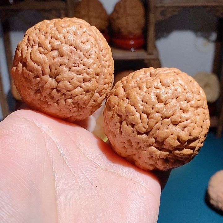 野生三瓣脑纹大金刚4849