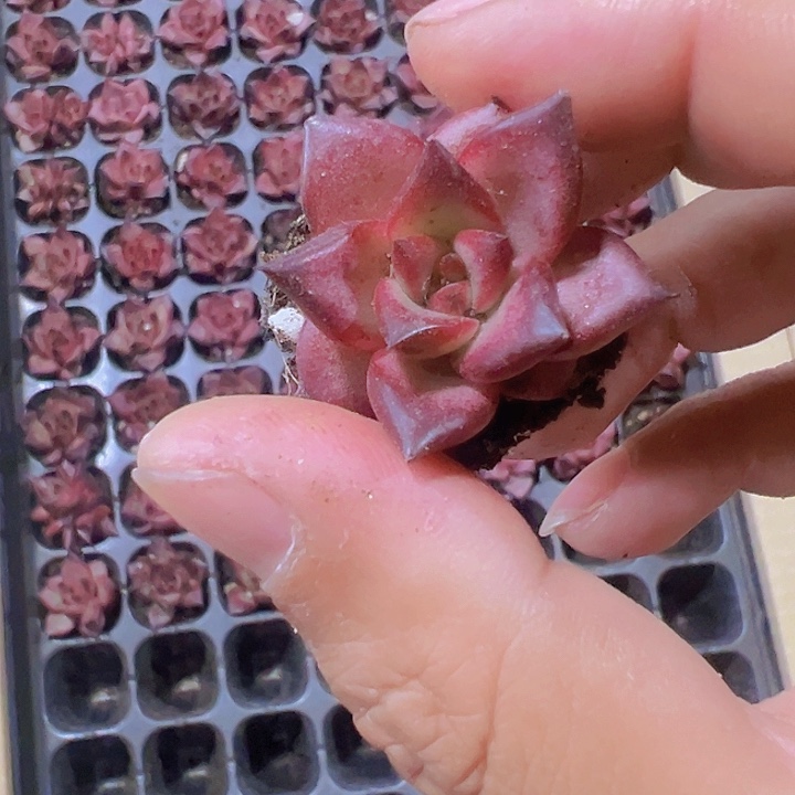 罗宾精品多肉植物