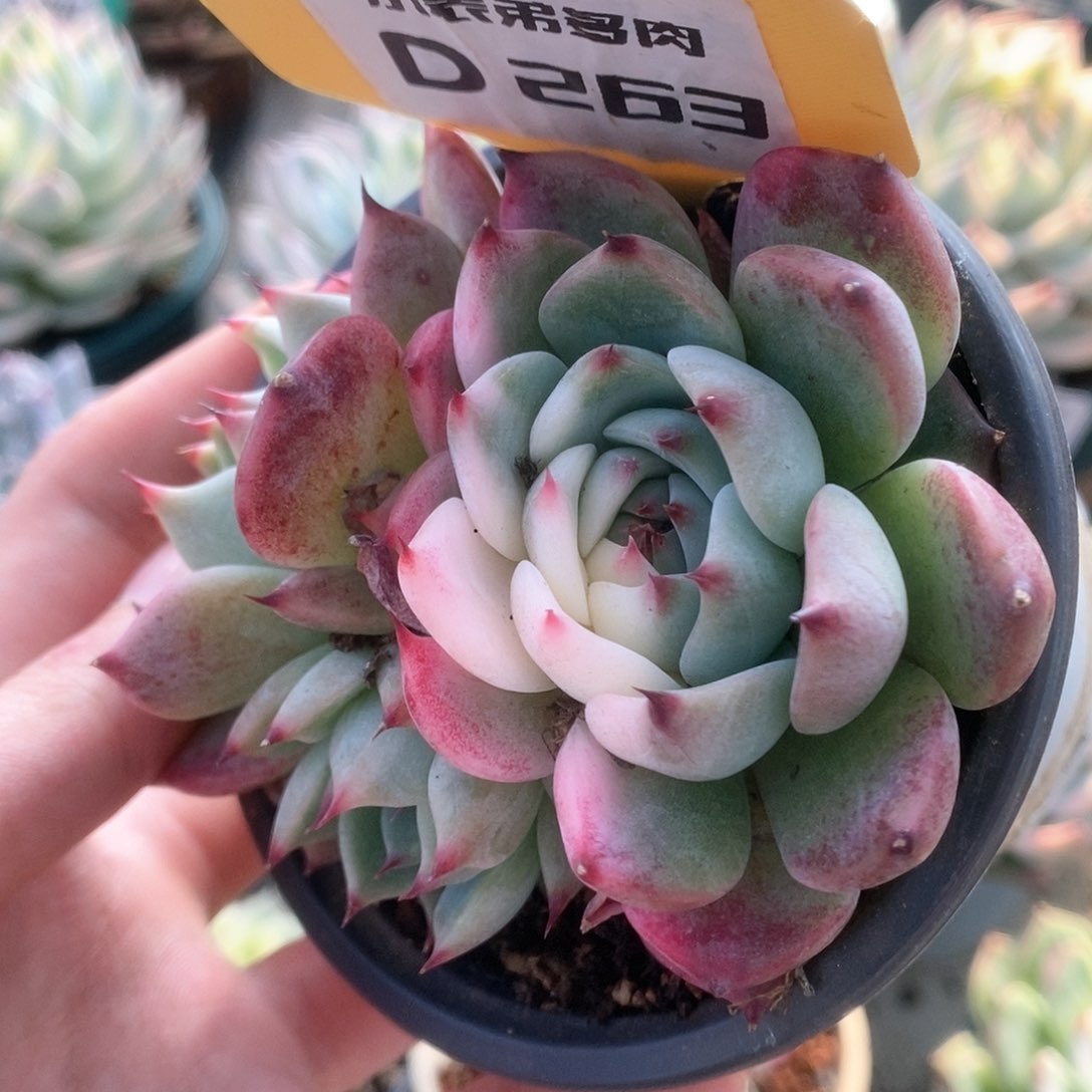 263锦锦锦锦锦锦