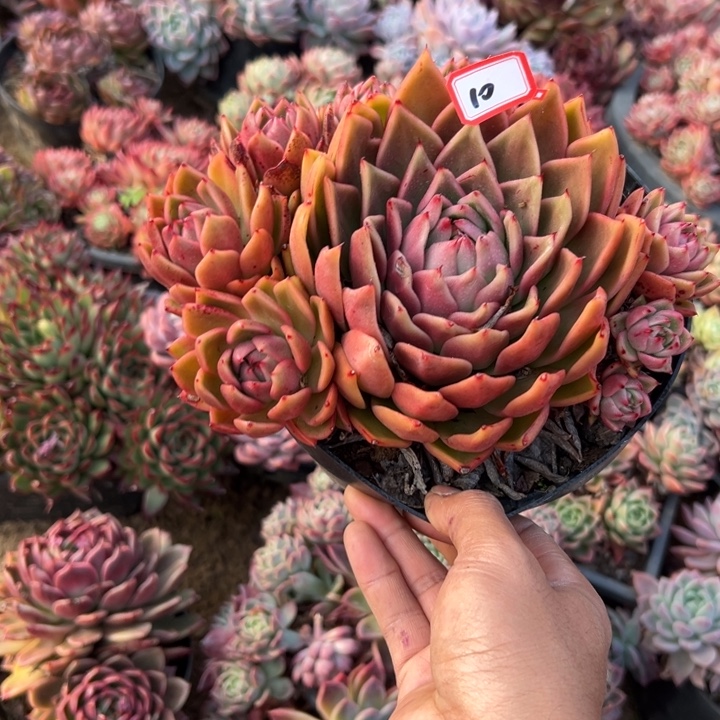 风***子精品多肉植物老桩杂交