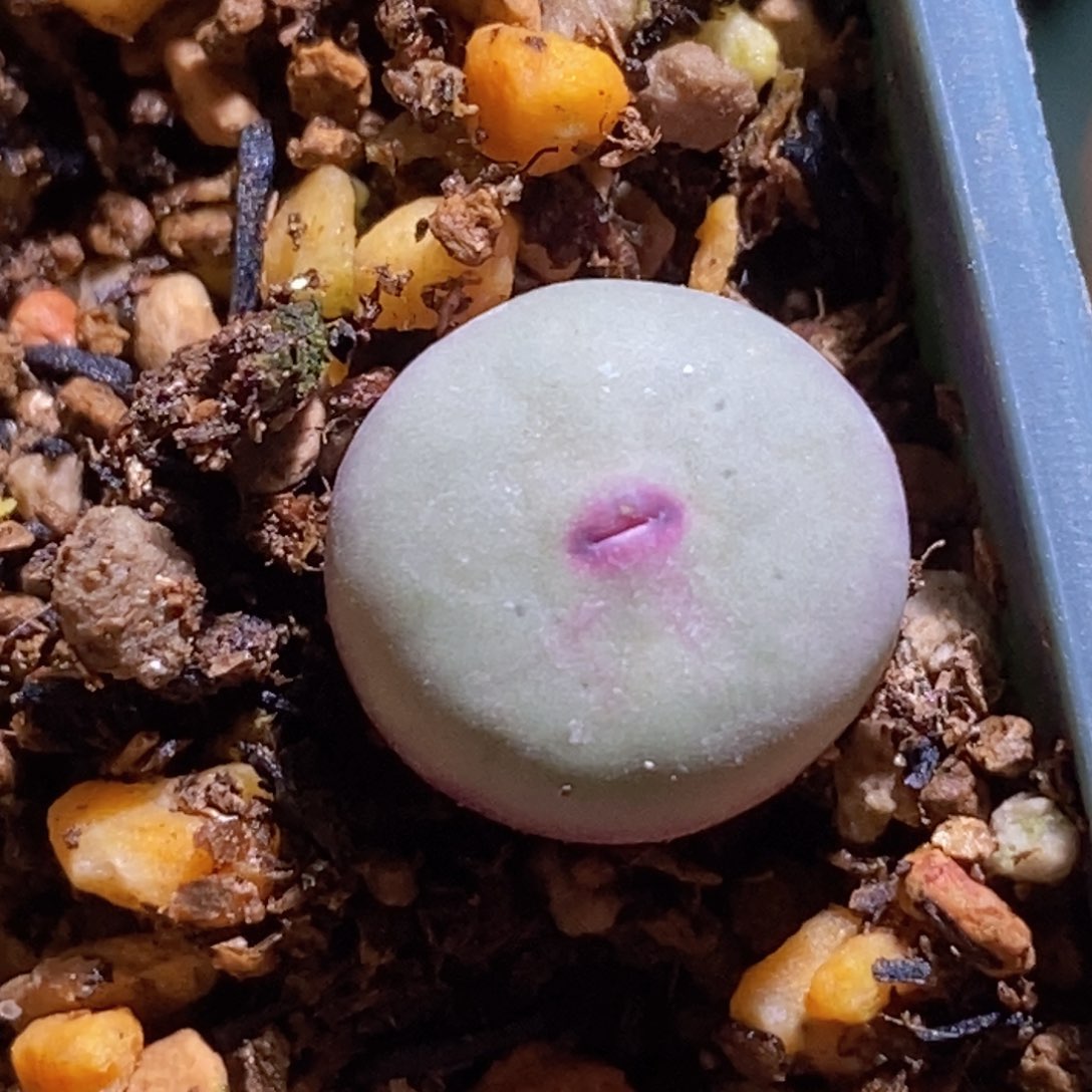 1380b小红嘴（火大种源）