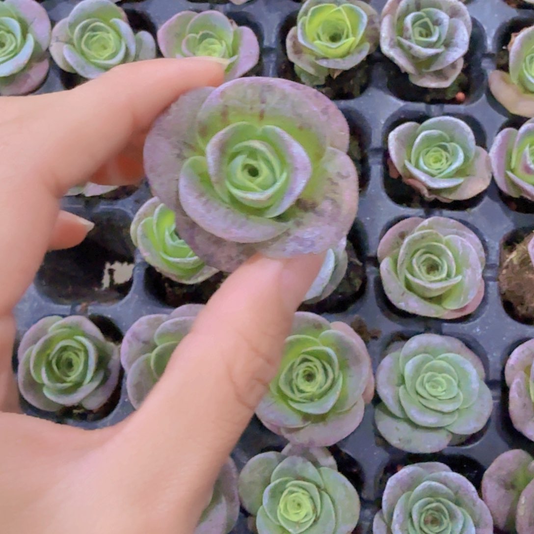 鸡蛋玫瑰三颗一组