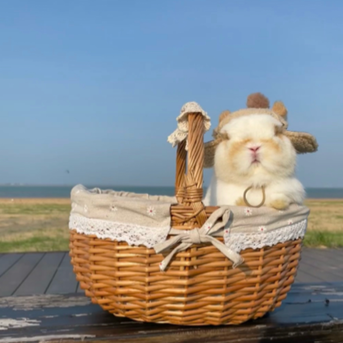 （直播间一物一拍）宠物活物兔子活体侏儒兔垂耳兔猫猫兔安哥拉