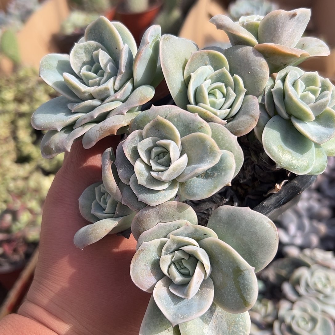多肉植物可爱玫瑰