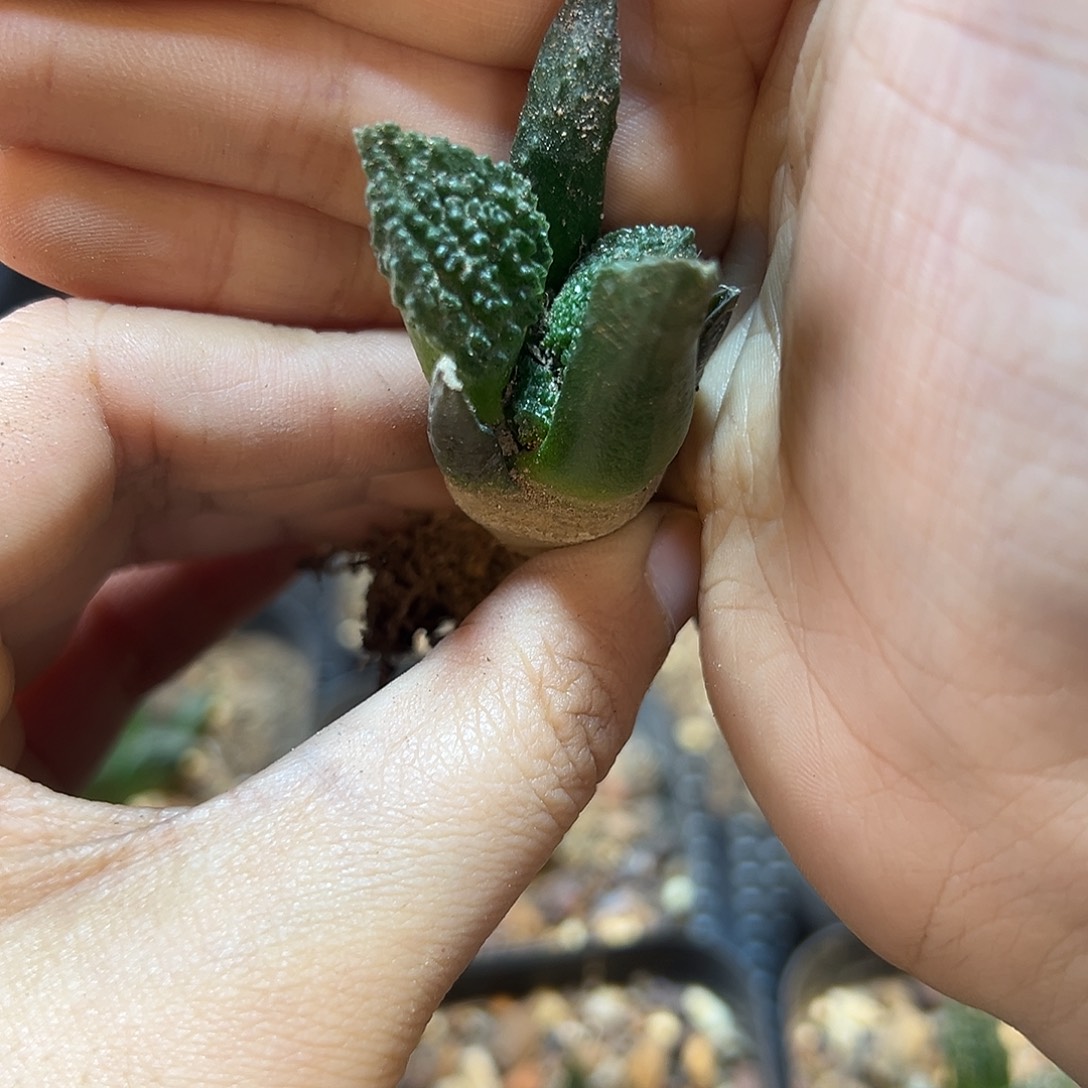实生带背尤哥斯拉3.5公分