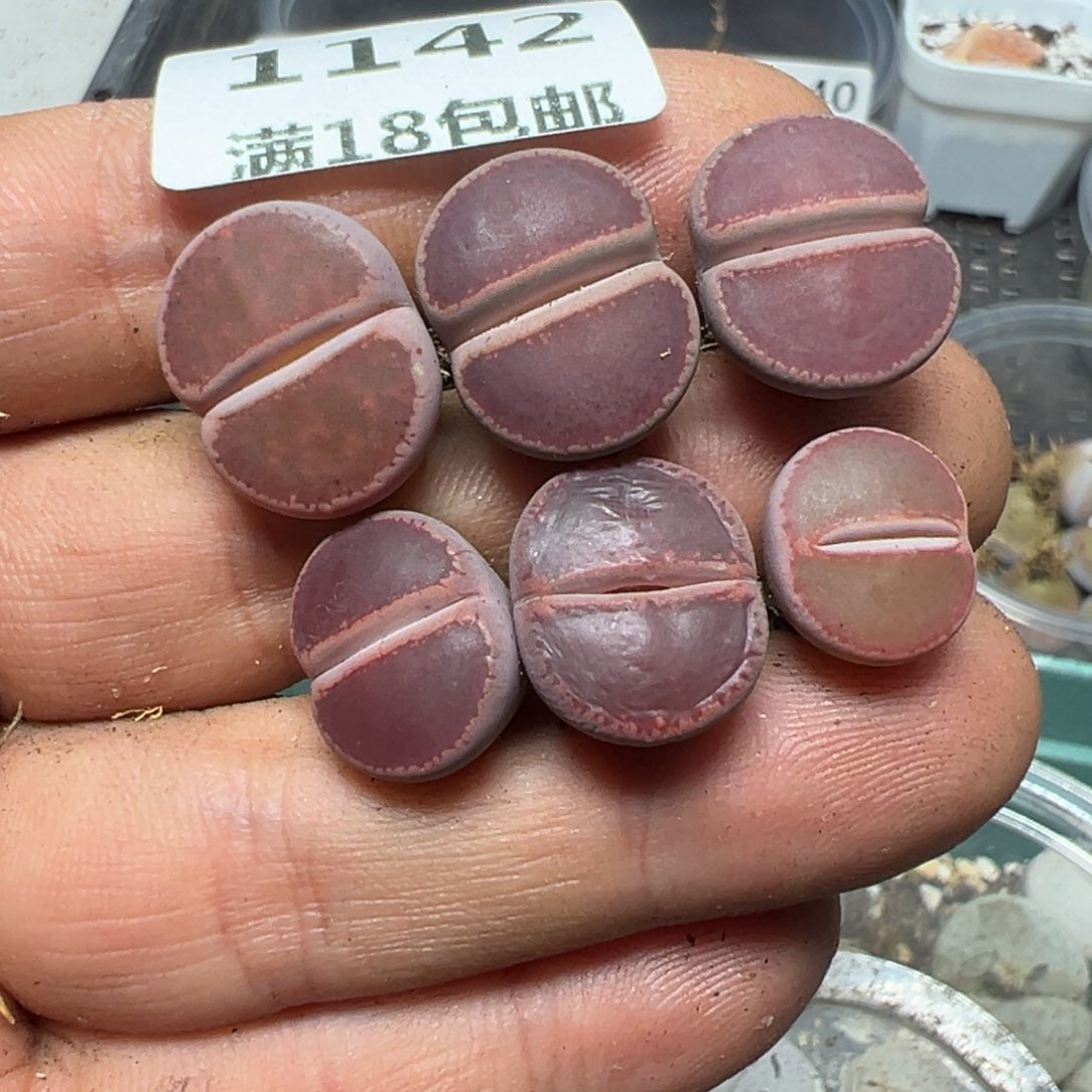 【闪购商品】 1142。     