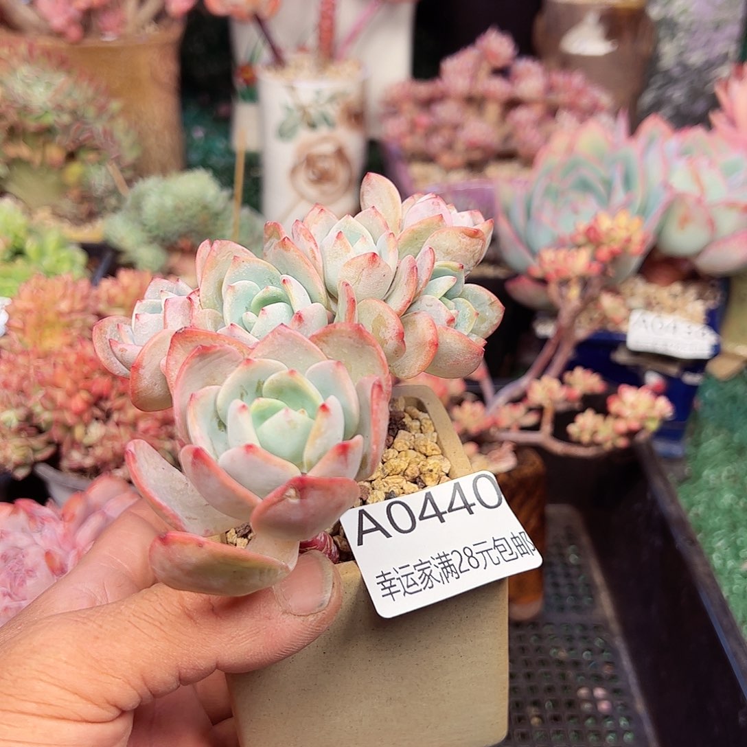 幸运的是我的朋友们都