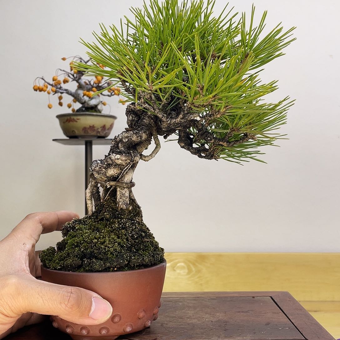 木本提根三河黑松盆栽