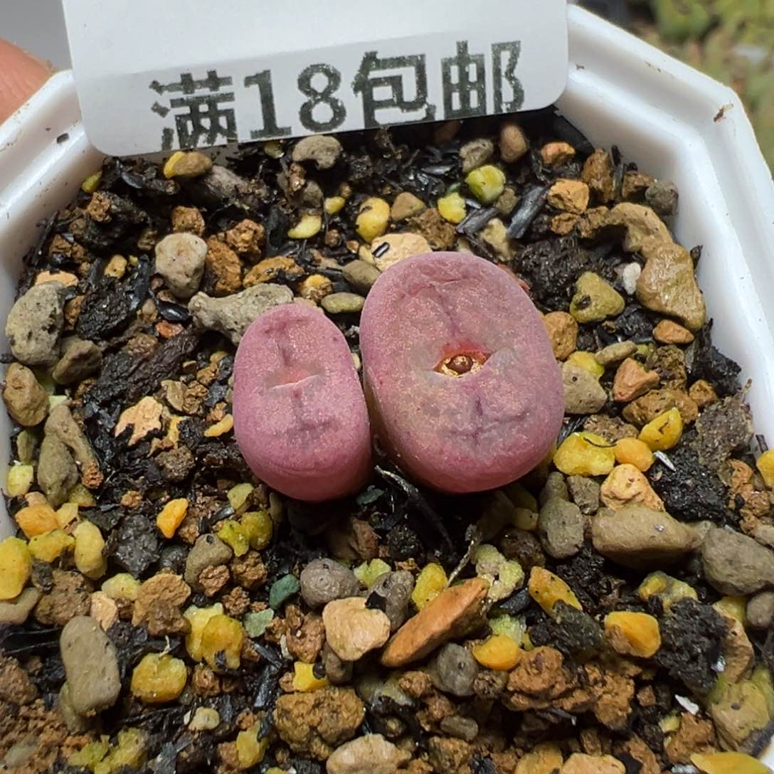 【闪购商品】 995。    