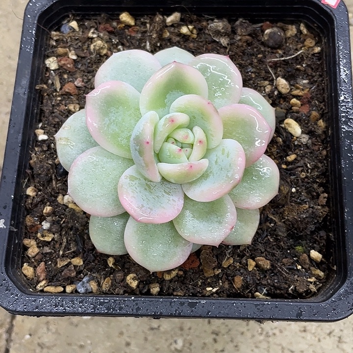 星影锦一物一拍锦龙