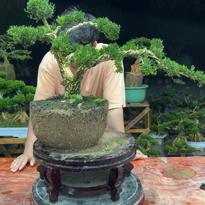 无花朵广东皱皮雀舌黄杨