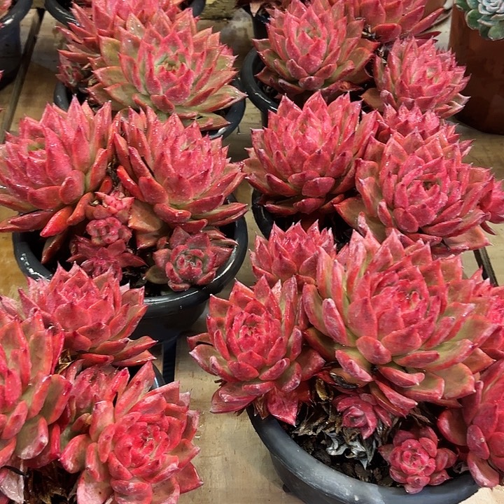娜美普斯卡群生老桩精品