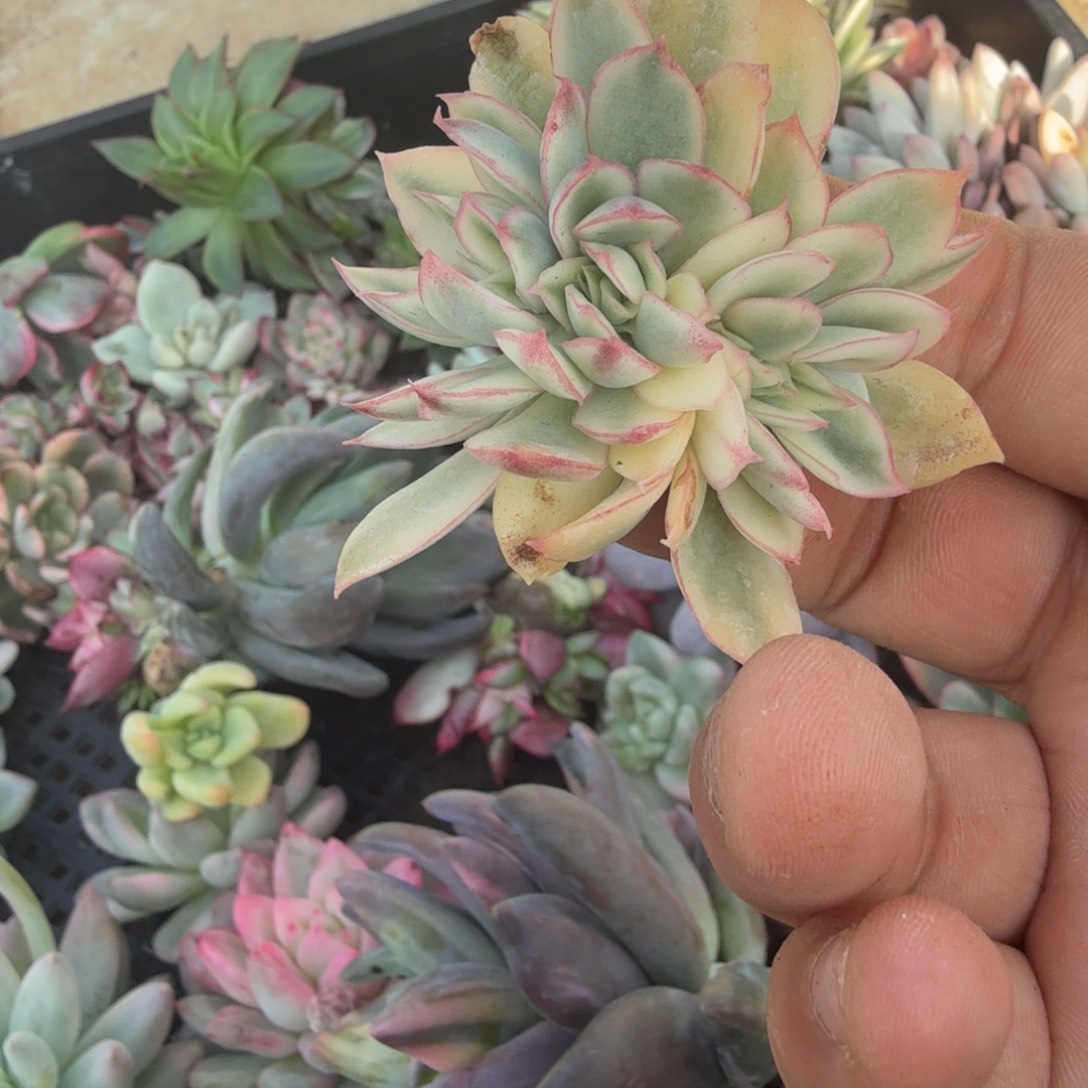 潇***)左上角红花女王朵朵