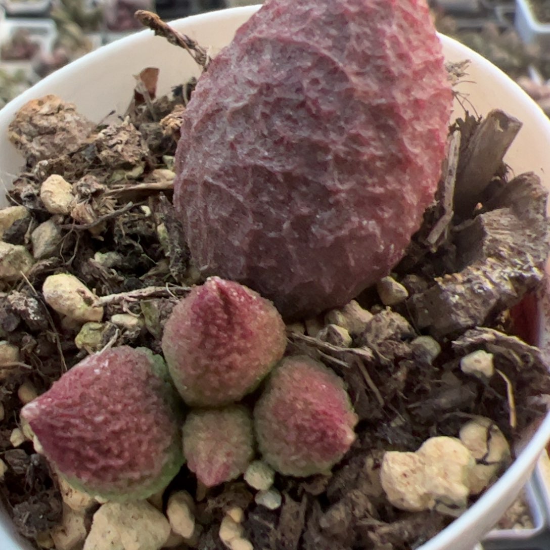 实生低叶苗多肉植物水泡