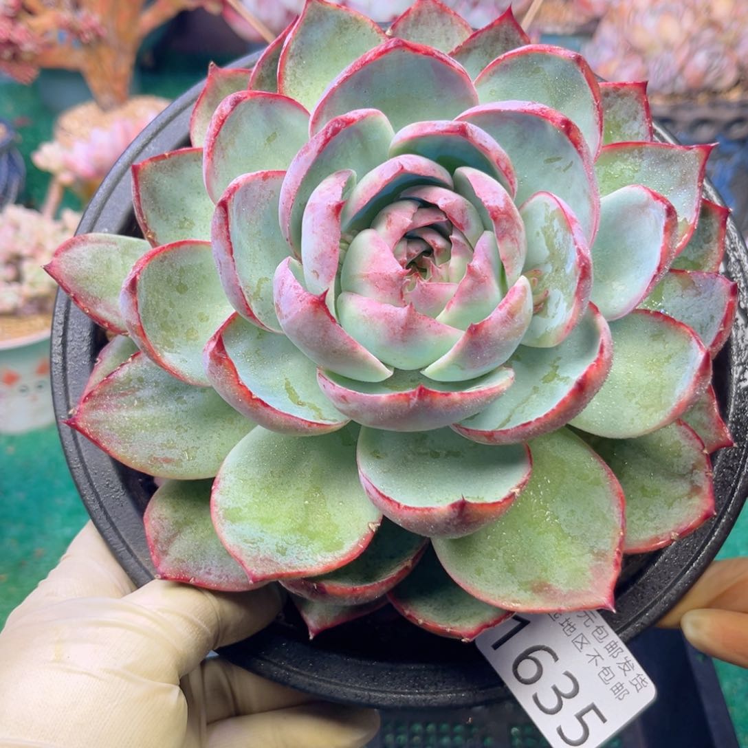 大1635:！f j x h x h v b b