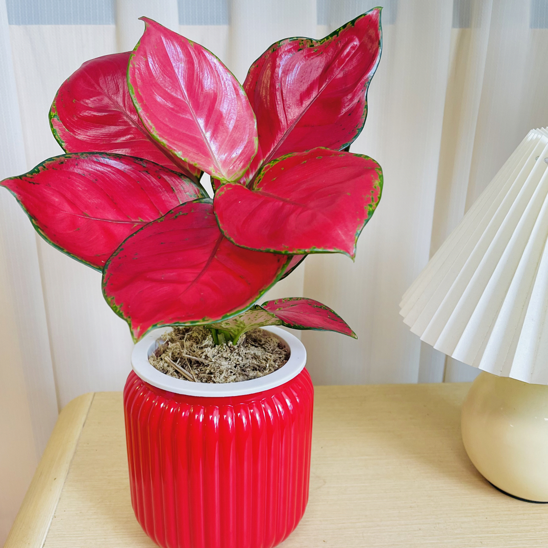 吉利红如意盆栽室内客厅花卉绿植办公室桌面水培四季好养