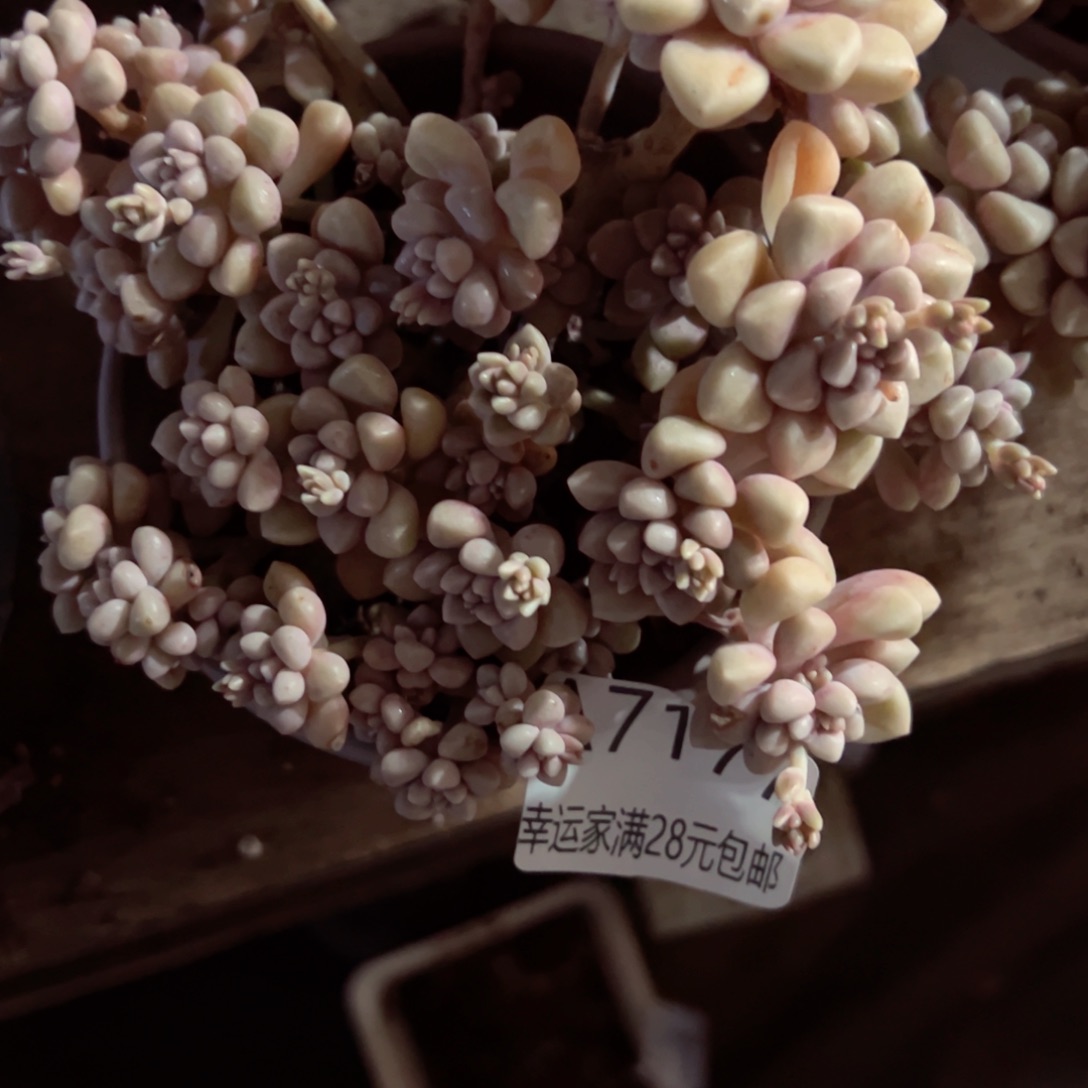 幸运的是我的朋友们