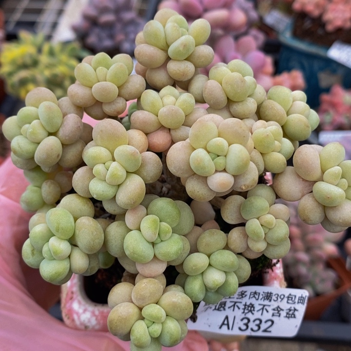 花朵鱼子酱10cm332多肉植物