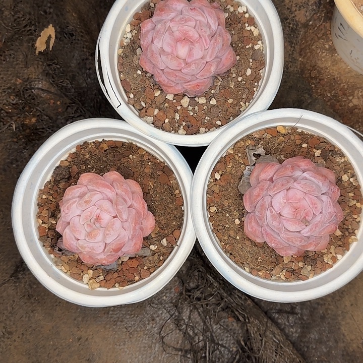 三颗老桩橙梦露颜色好看