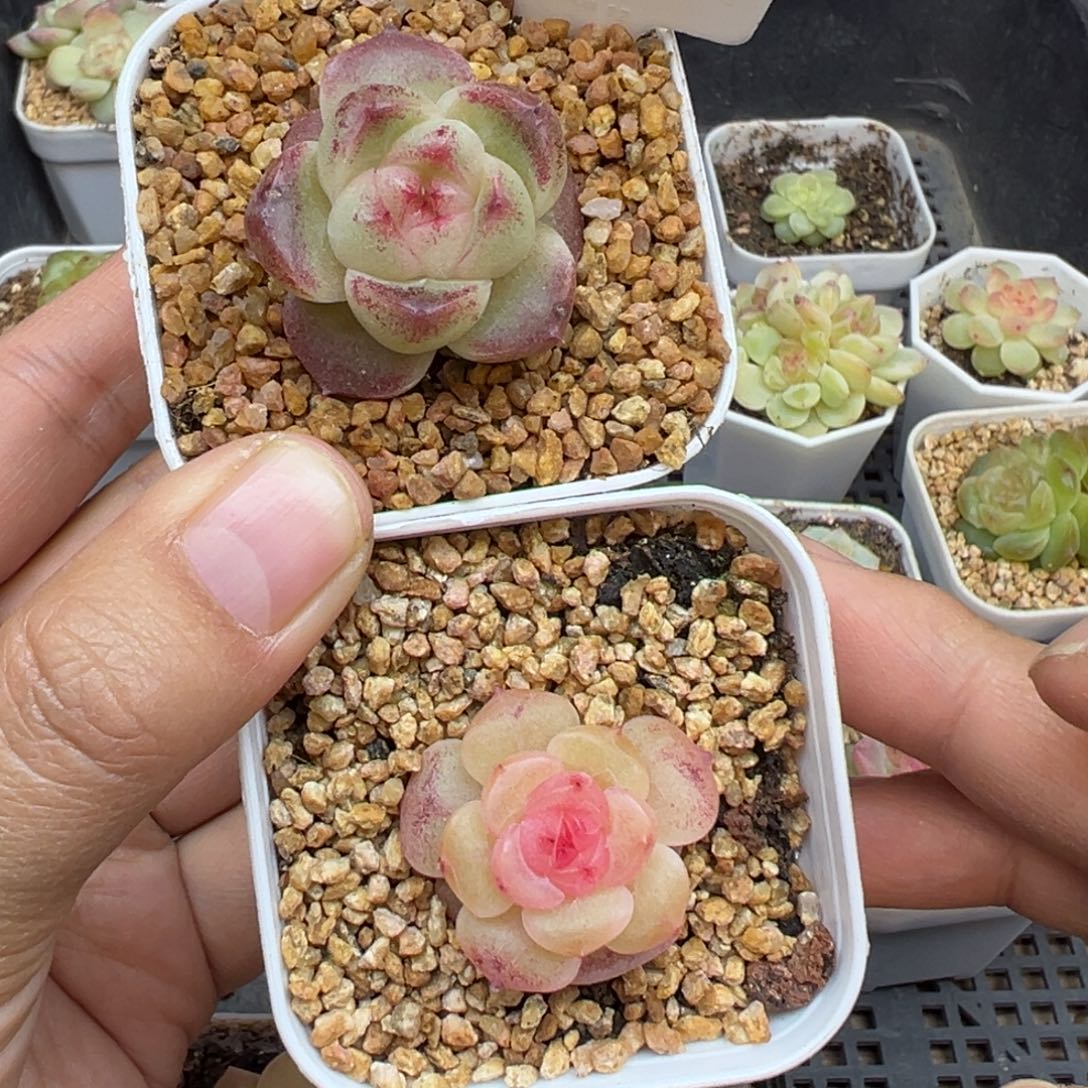 鹅***哈409号珍妮加荔枝晗雨多肉