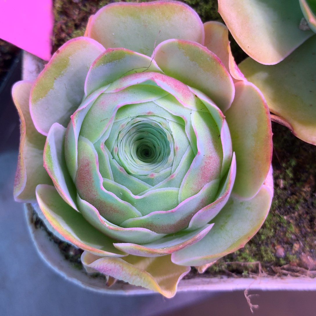 一物一拍混血0611