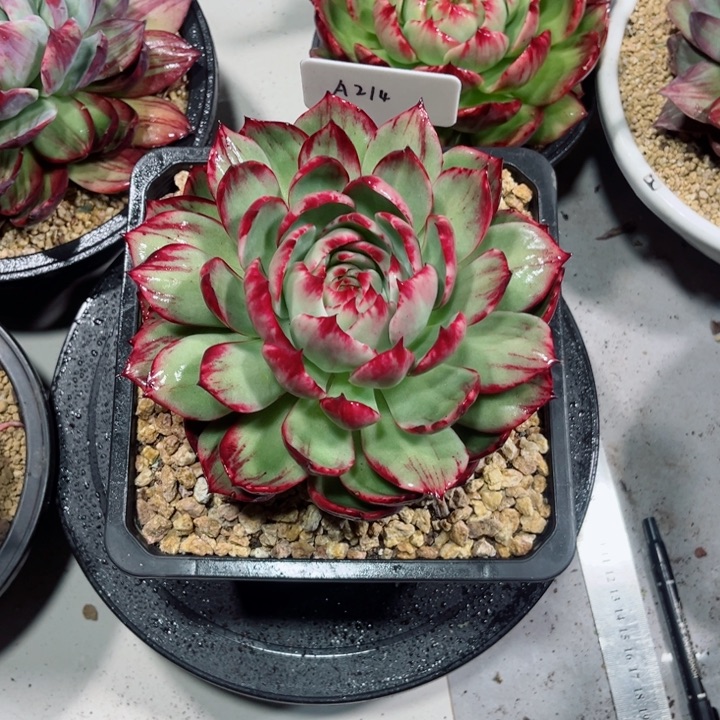 娜***儿惊鸿仙子多肉植物A214