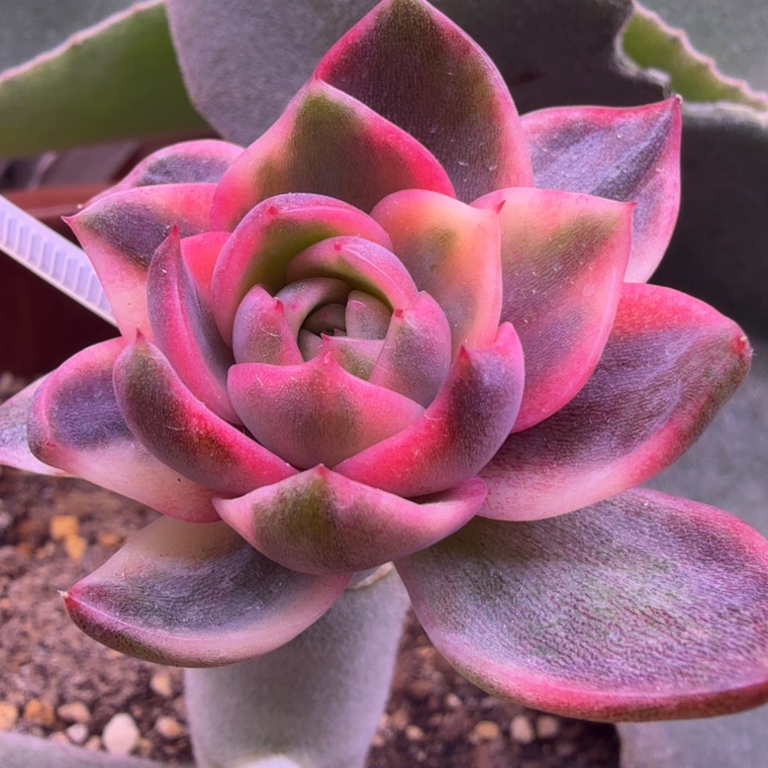 紫水晶锦 多肉植物