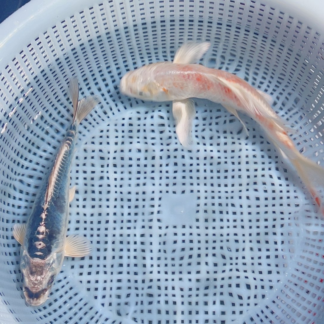 锦鲤锦鲤观赏鱼1111